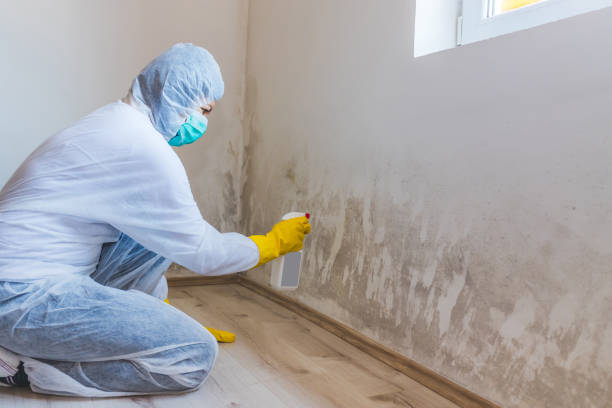 Licensed Mold Testing service in Mineola, TX - WQB Mold Removal